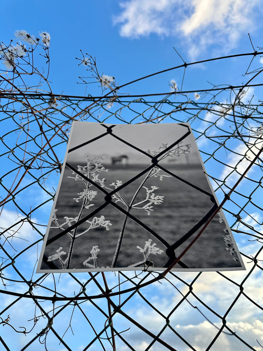 FineArt Print "SERENDIPITY"