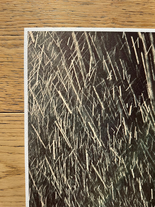 FineArt Print "DAZZLING SNOW"