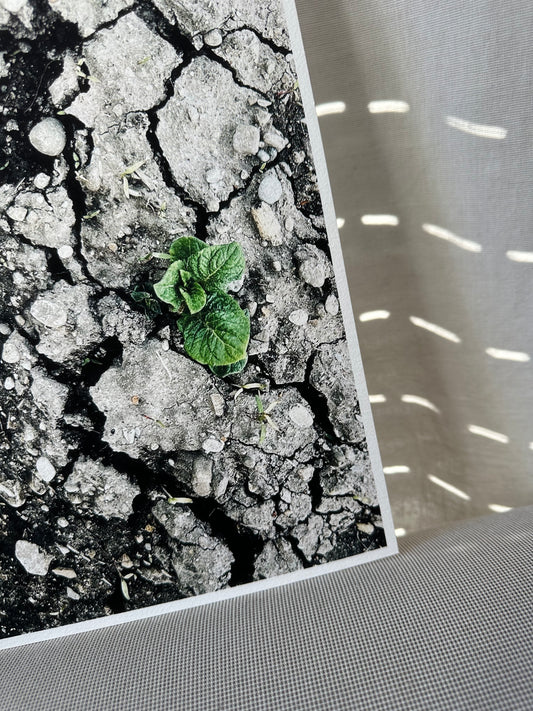 FineArt Print "BROKEN BEAUTY"