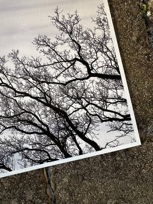 FineArt Print "SKY BRANCHES"
