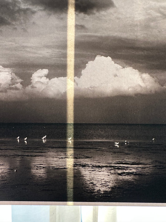 FineArt Print "SEAGULLS"