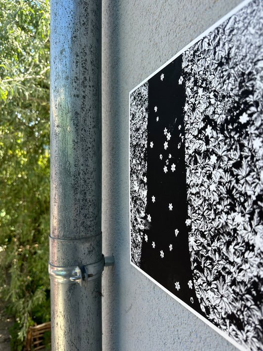 FineArt Print "FALLEN STARS"