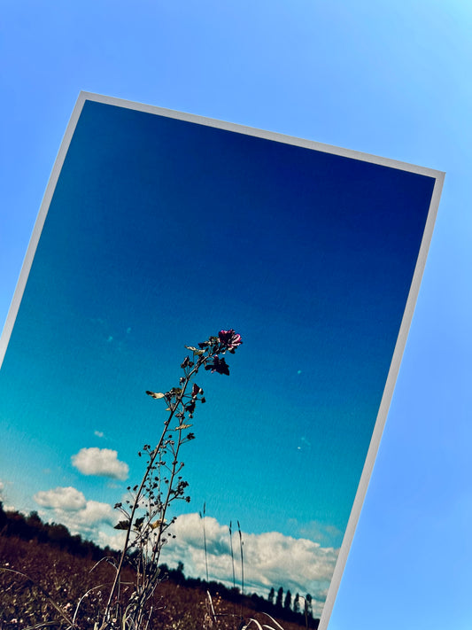 FineArt Print "LONELY FLOWER"