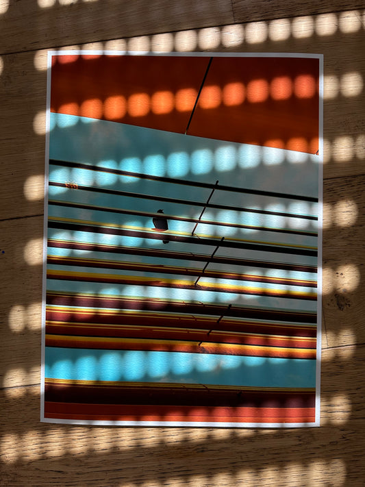 FineArt Print "BIRDY BLUE.ORANGE"