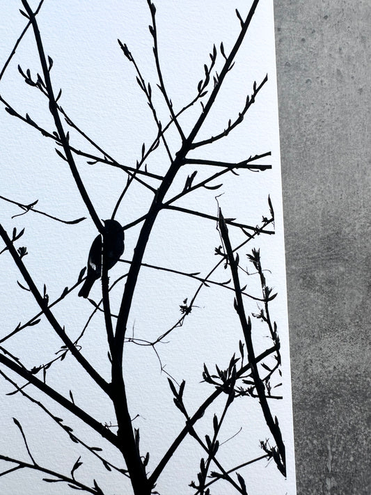 FineArt Print "ROBIN"