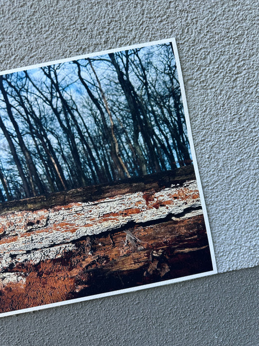 FineArt Print "IN THE WOODS"