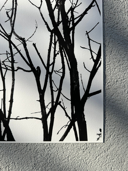 FineArt Print "WOODY"