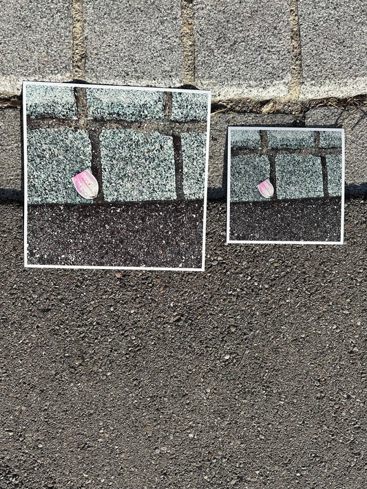 FineArt Print "MAGNOLIA"