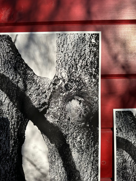 FineArt Print "KISSING TREES"