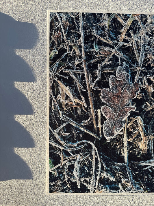 FineArt Print "BE-LEAF"