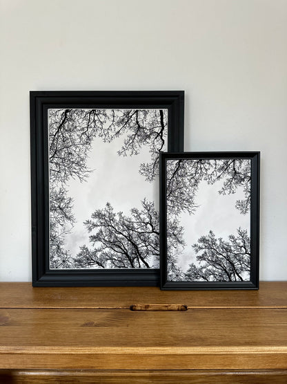 FineArt Print "SKY BRANCHES"