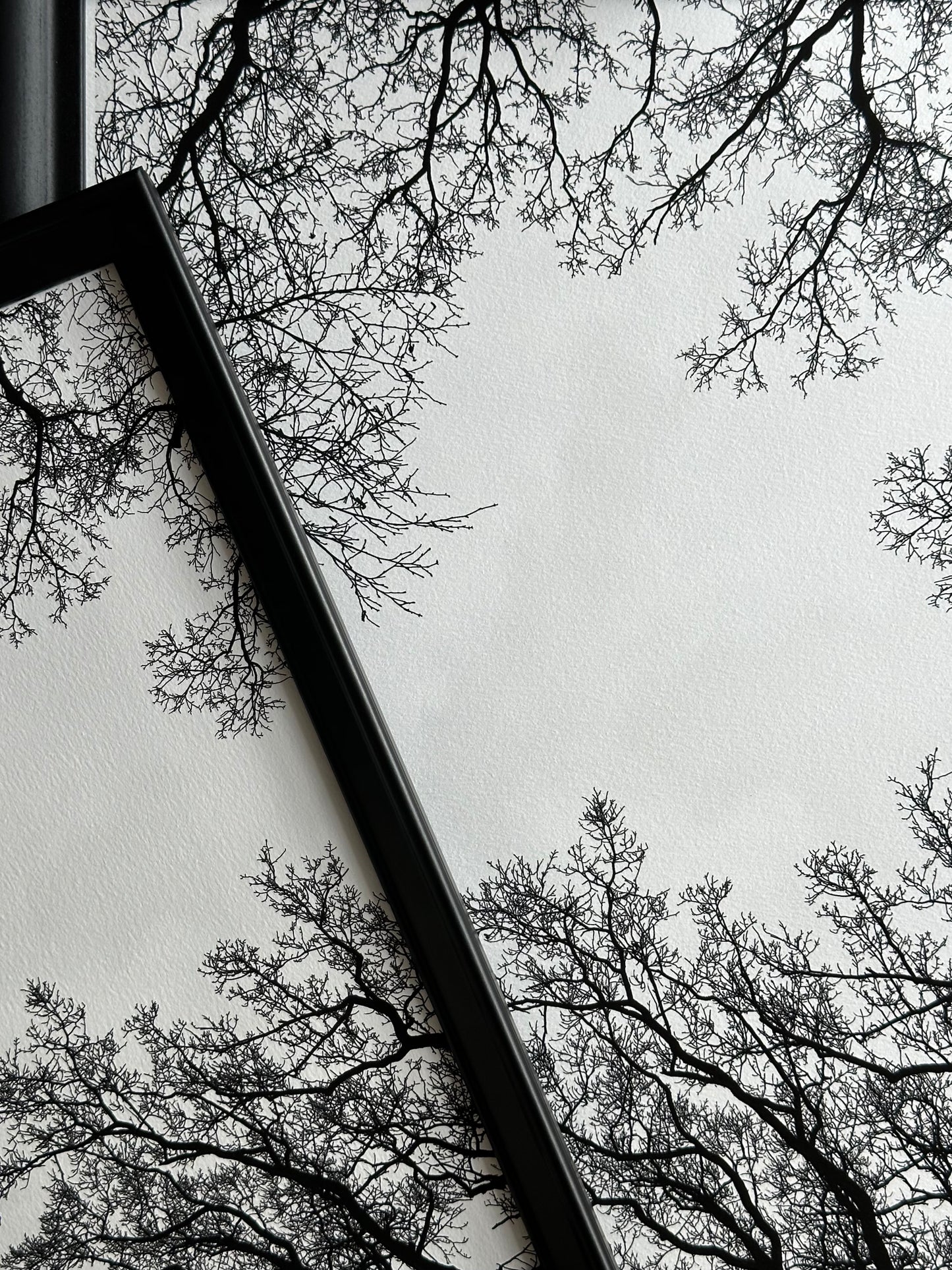 FineArt Print "SKY BRANCHES"