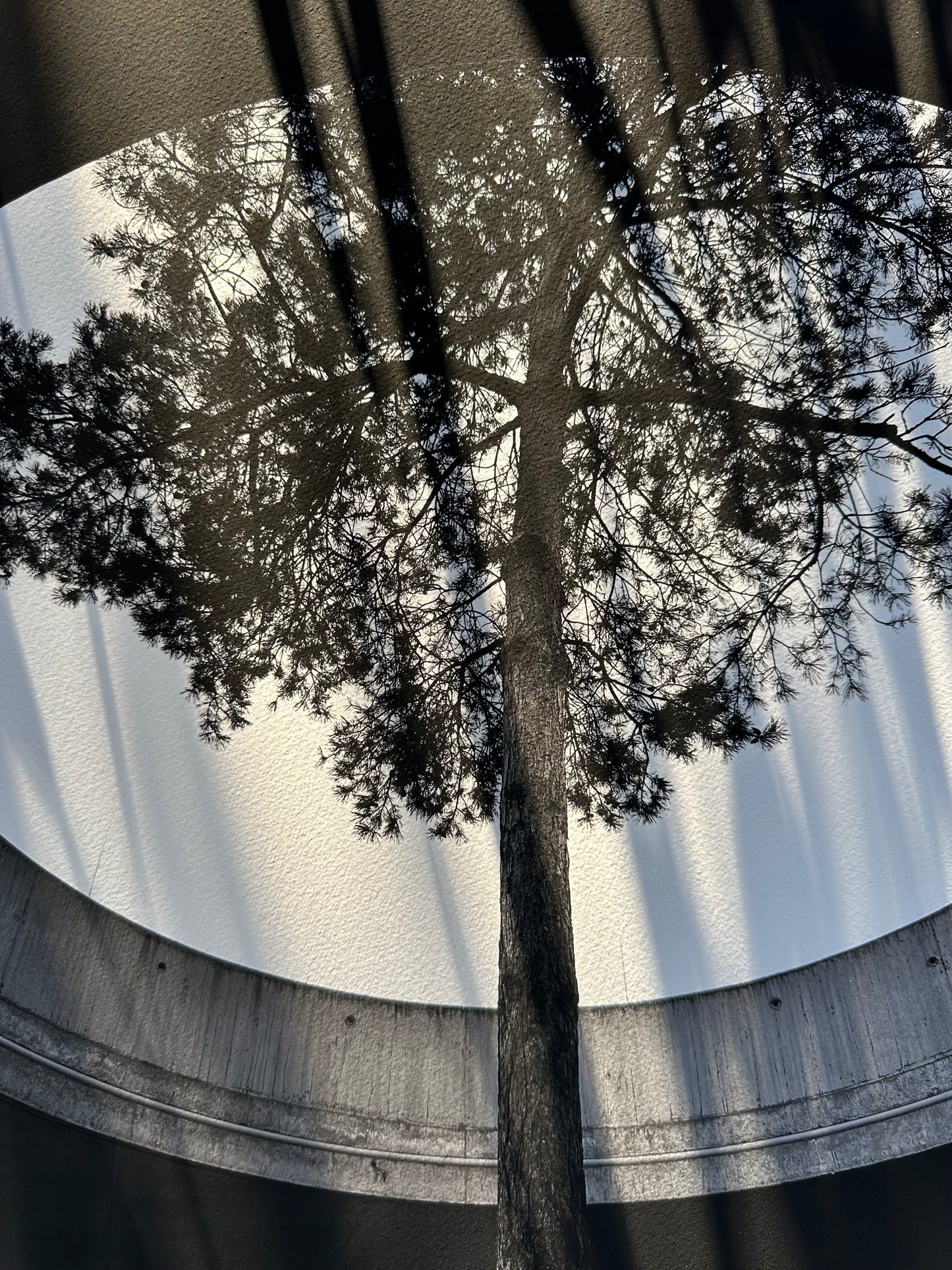 FineArt Print "INTO THE LIGHT"