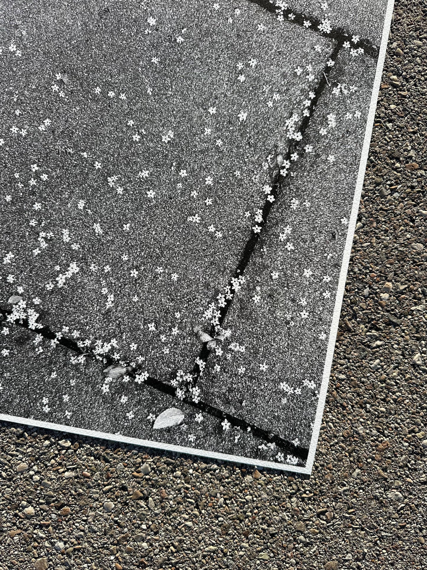 FineArt Print "TINY WONDERS"