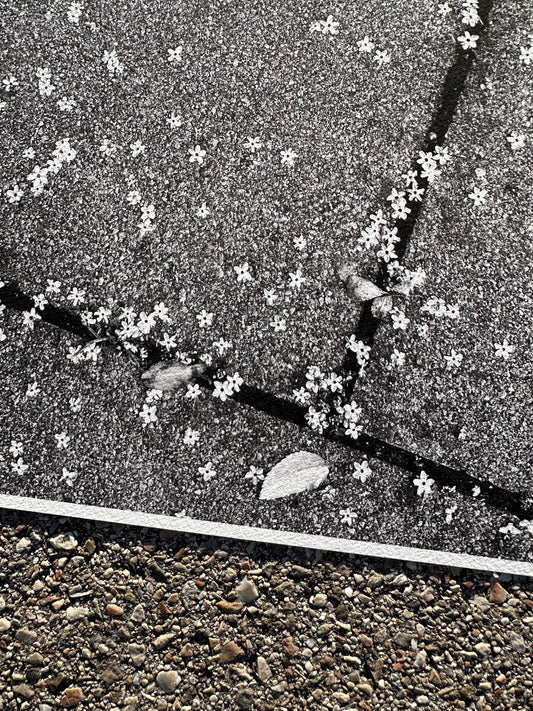 FineArt Print "TINY WONDERS"