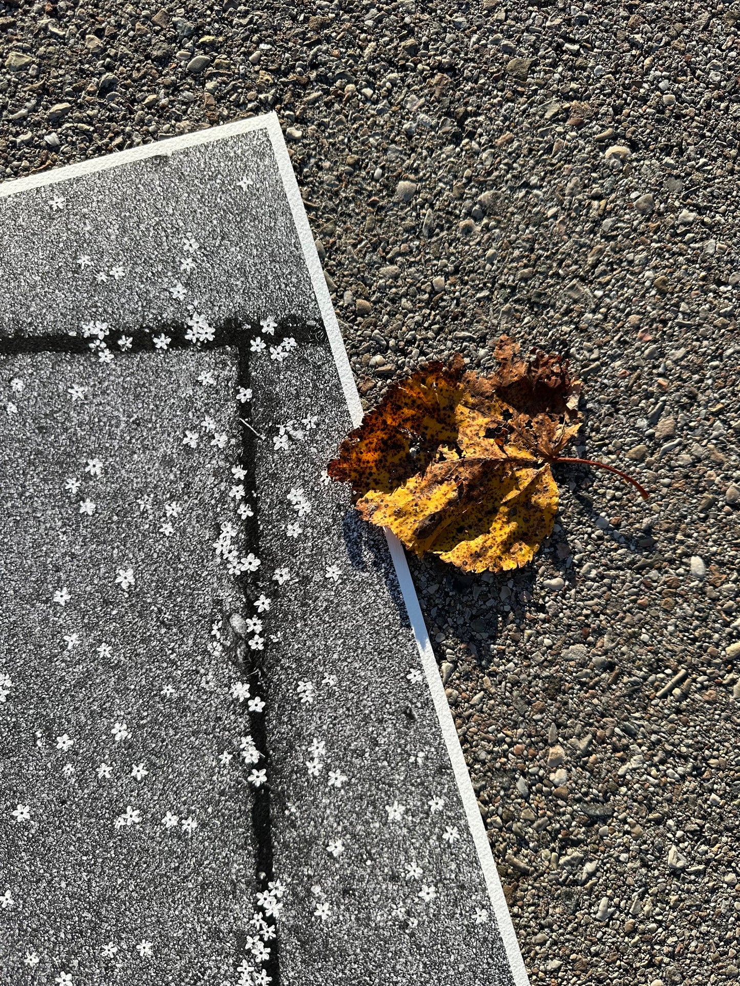 FineArt Print "TINY WONDERS"