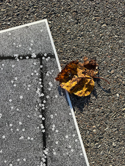 FineArt Print "TINY WONDERS"