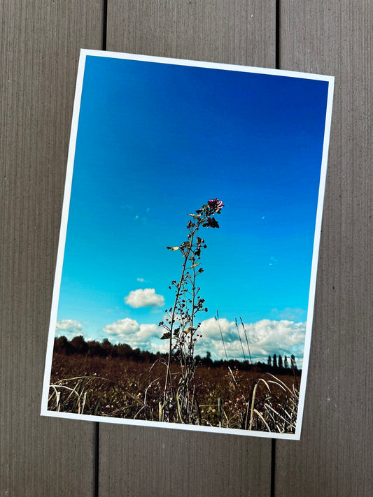FineArt Print "LONELY FLOWER"