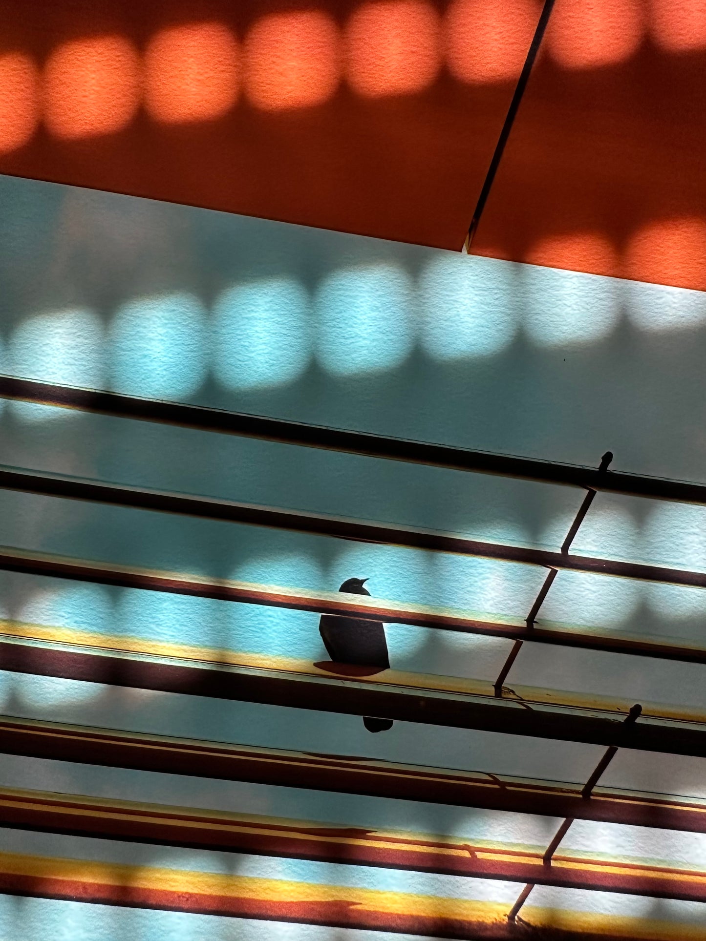 FineArt Print "BIRDY BLUE.ORANGE"