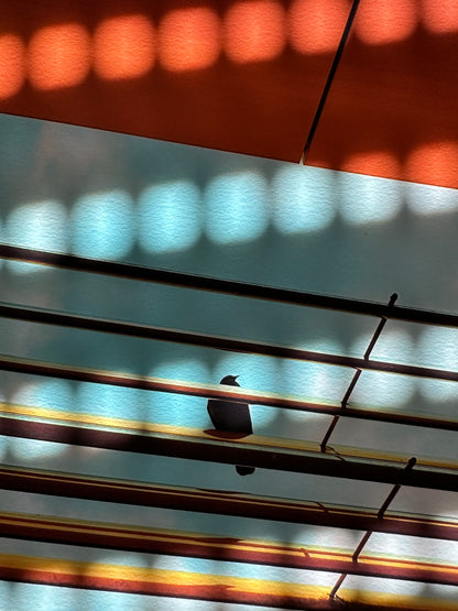 FineArt Print "BIRDY BLUE.ORANGE"