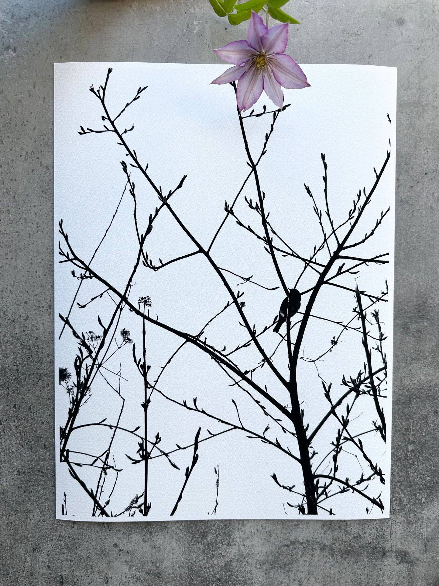 FineArt Print "ROBIN"