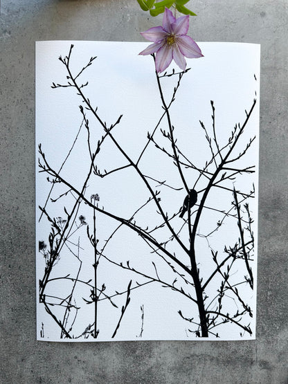 FineArt Print "ROBIN"