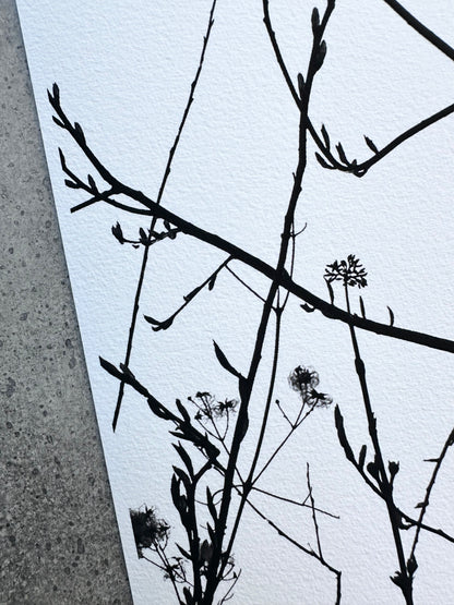 FineArt Print "ROBIN"