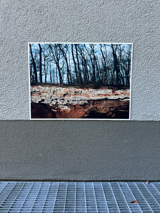 FineArt Print "IN THE WOODS"